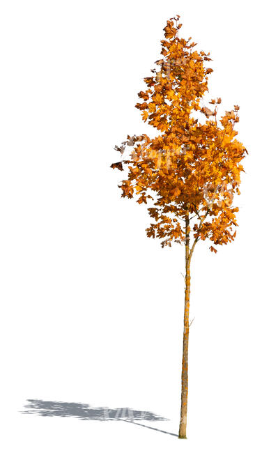 small maple tree with orange leaves