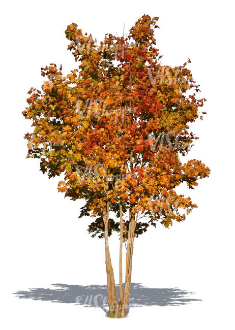 medium size maple tree in autumn