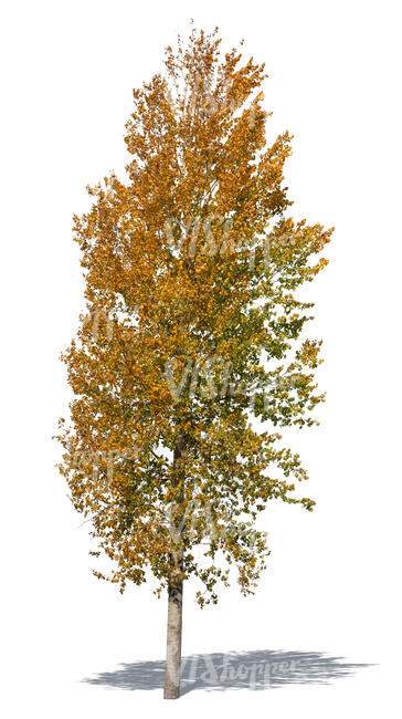 linden tree with orange leaves