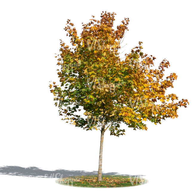 smaller maple tree in autumn