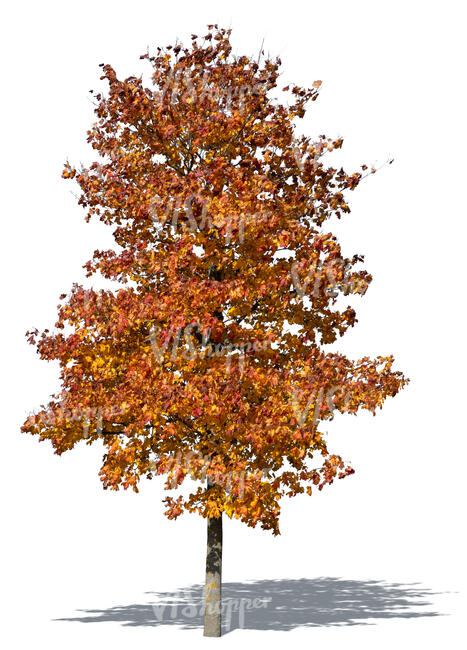 maple tree with red autumn leaves