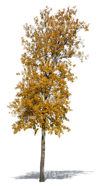 medium size alder tree in autumn