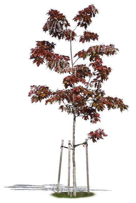 small oak tree with red leaves