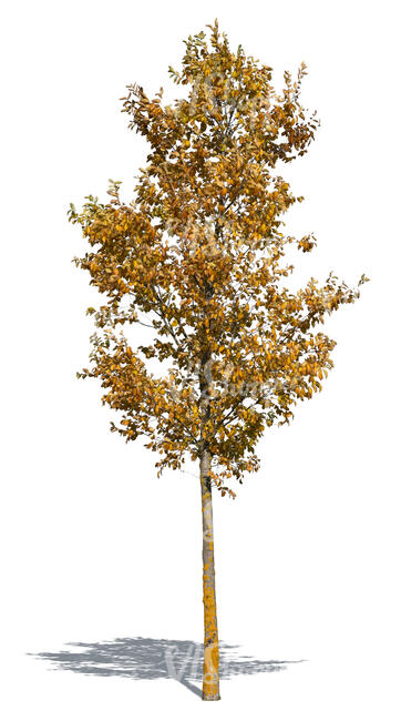 small linden tree with yellow leaves