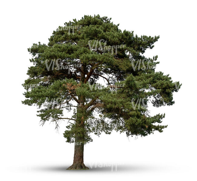 cut out tall majestic pine tree