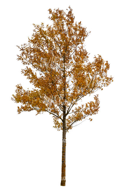 cut out deciduous tree in autumn
