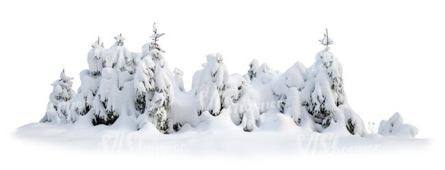 group of spruces covered with snow