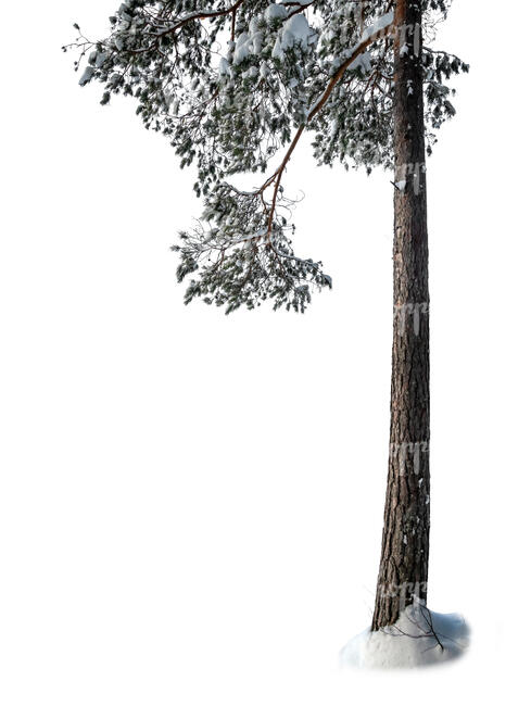 cut out trunk and branch of a snowy pine tree in winter