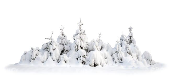 cut out group of snow covered fir trees