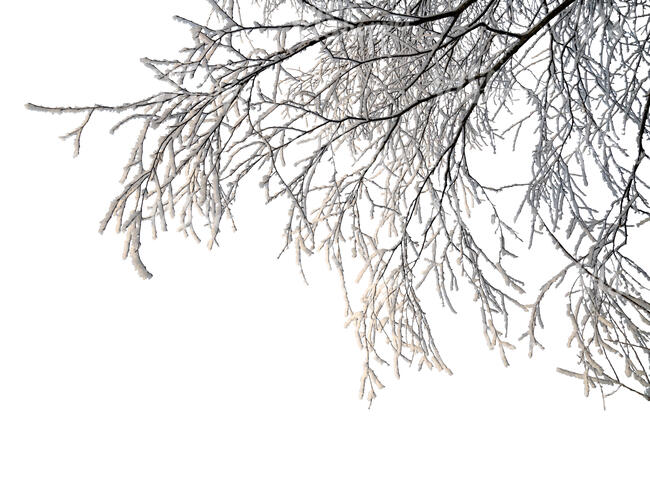 cut out tree branch in winter covered with snow