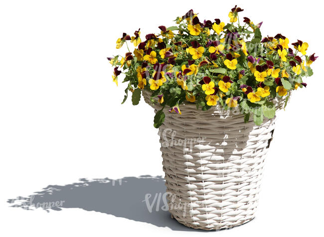 cut out blooming pansy in a white pot
