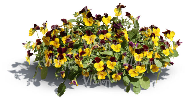 cut out blooming garden pansy