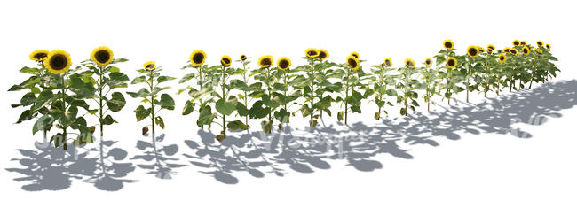 cut out row of sunflowers