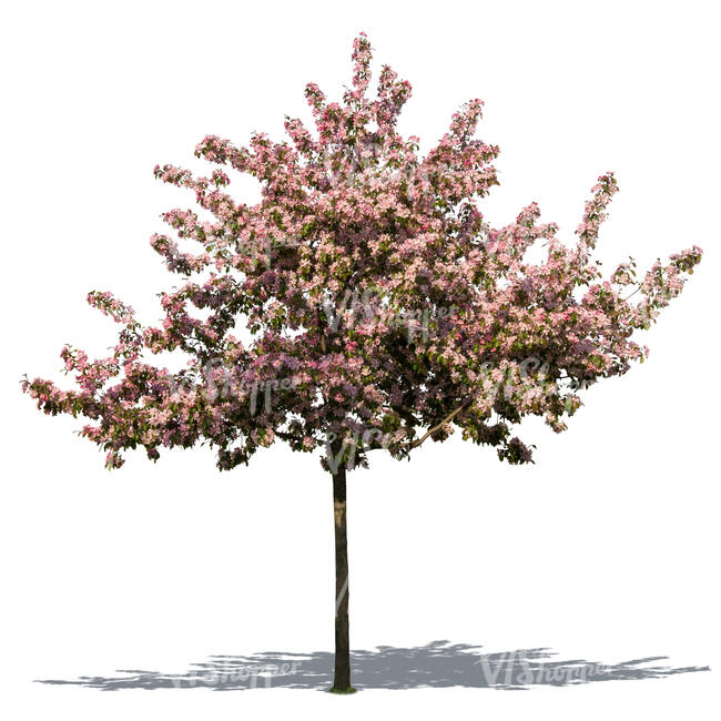 cut out blooming cherry tree