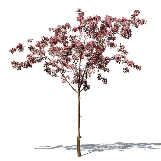 cut out small blooming cherry tree