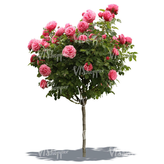 cut out blooming rose bush
