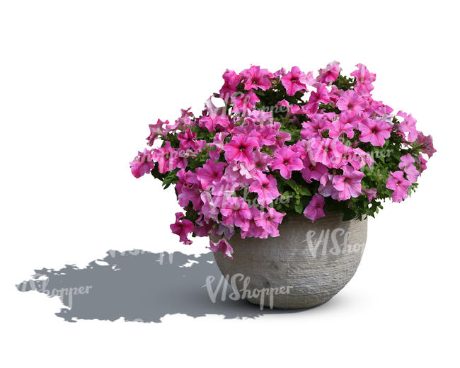 blooming flower in a stone pot