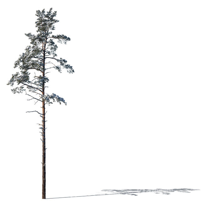 pine covered with snow