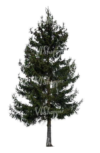 cut out regular tall spruce tree in ambient light