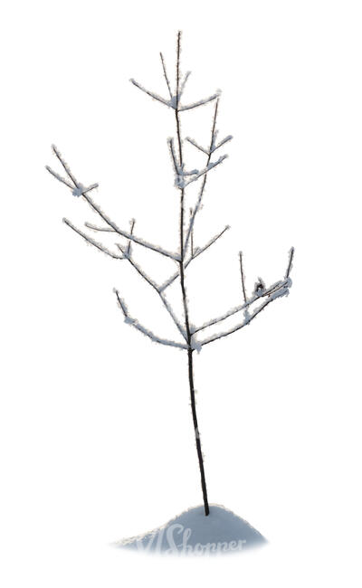 small bare tree in winter with snow