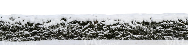 cut out conifer hedge covered with snow