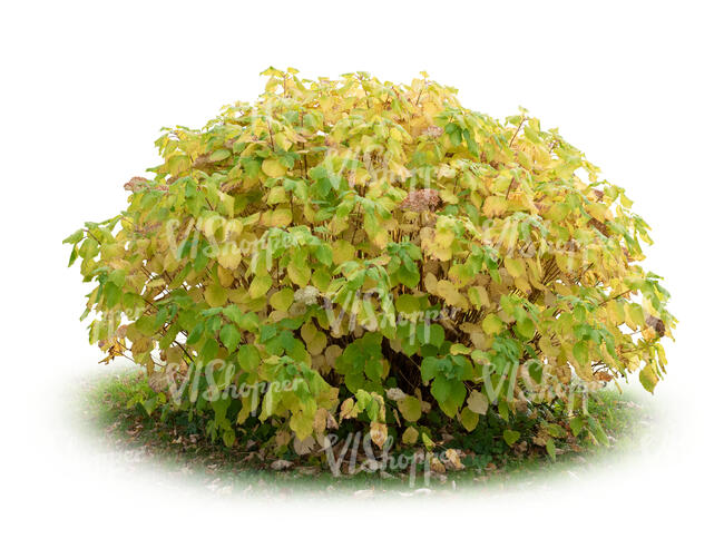 cut out bush in autumn with some yellow leaves