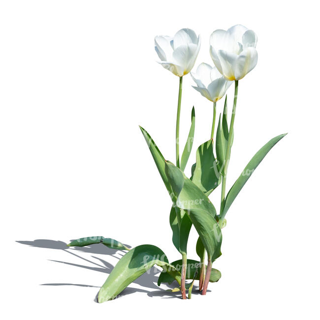 cut out blooming white tulip