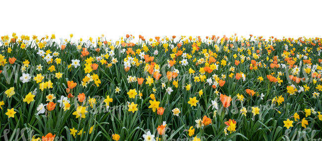 large foreground flowerbed of blooming daffodils and tulips