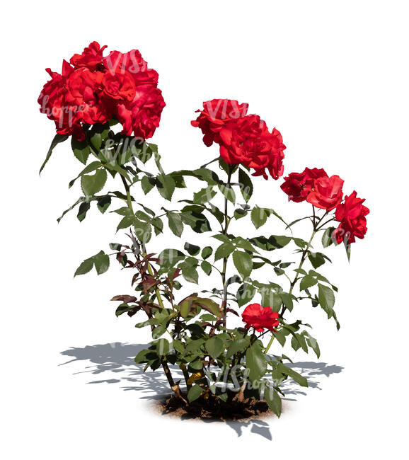 cut out blooming red garden rose