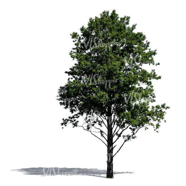 cut out regular tall tree in sunlight