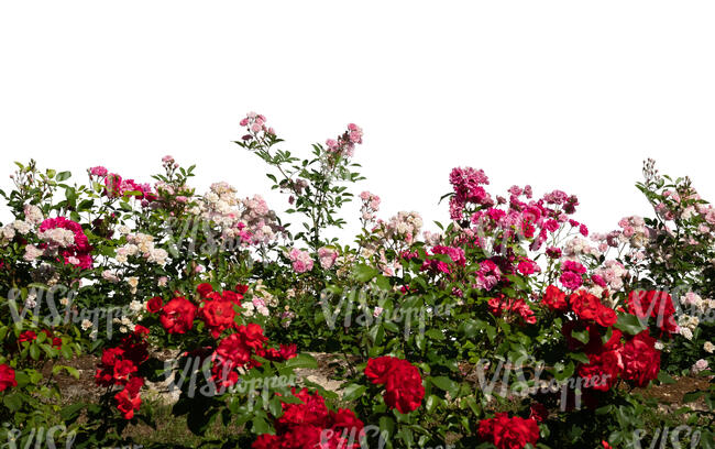 cut out foreground flowerbed of blooming roses