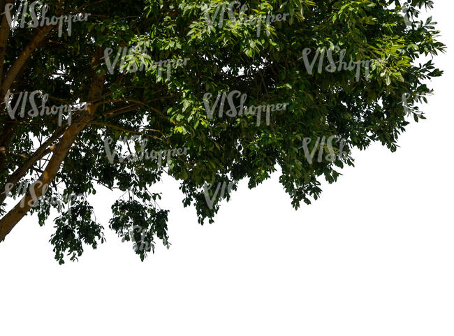 cut out branch of a deciduous tree