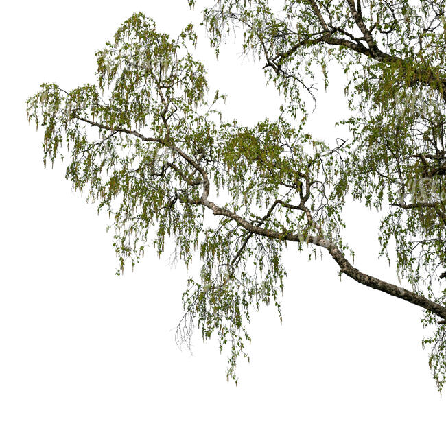 cut out branch of a birch tree in spring