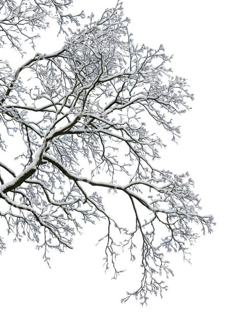 tree branch covered with snow