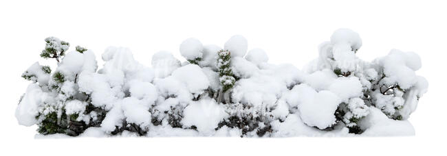 cut out snow covered spruce hedge