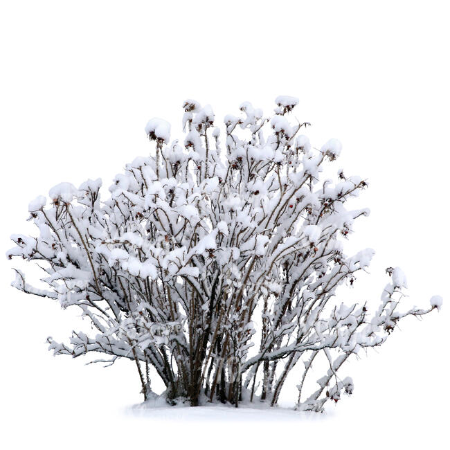 rose hip bush covered with snow