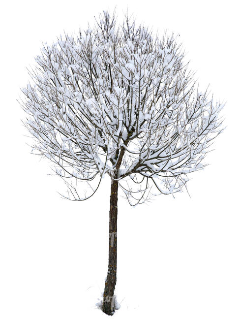winter tree in ambient light