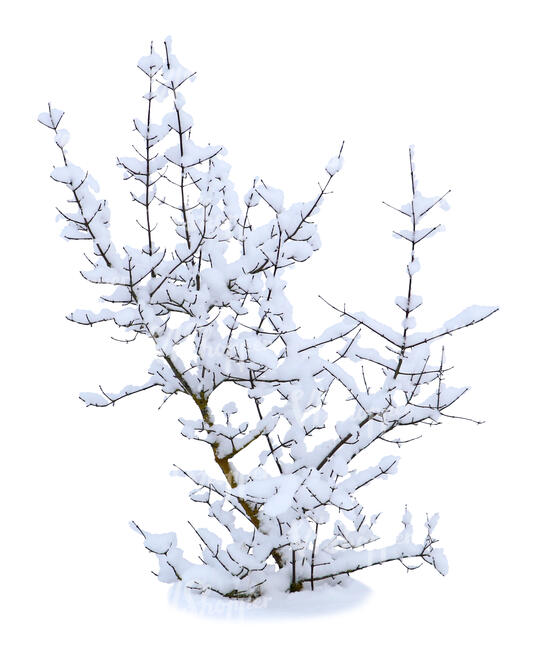 cut out bare bush covered with snow