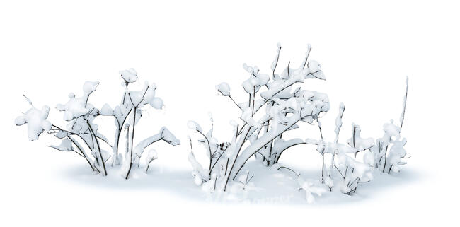 cut out small bush in winter covered with snow