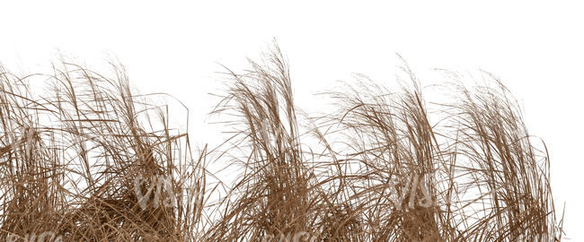 cut out foreground of tall dry ornamentl grass