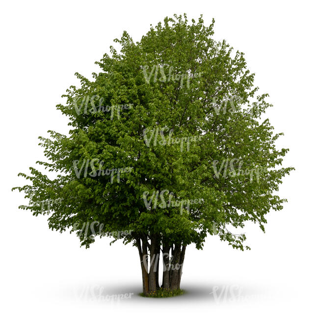 cut out thick group of different deciduous trees