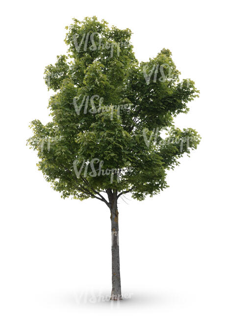 cut out medium size maple tree in ambient light