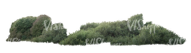 cut out bush composition