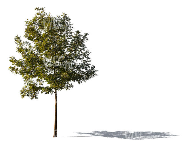 cut out sidelit small ash tree