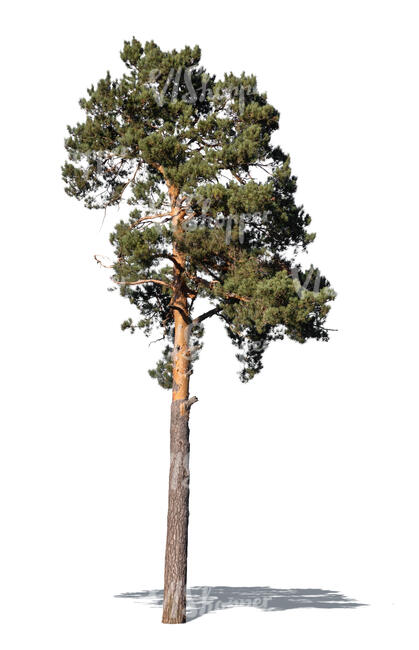 cut out beautiful tall pine tree