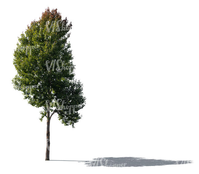cut out backlit aspen tree