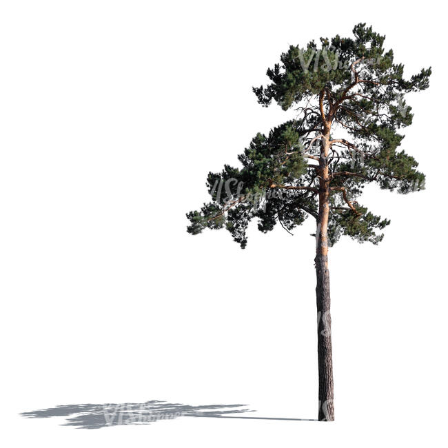 cut out sidelit pine tree
