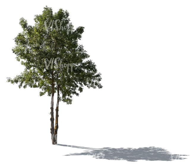 cut out backlit medium size ash tree