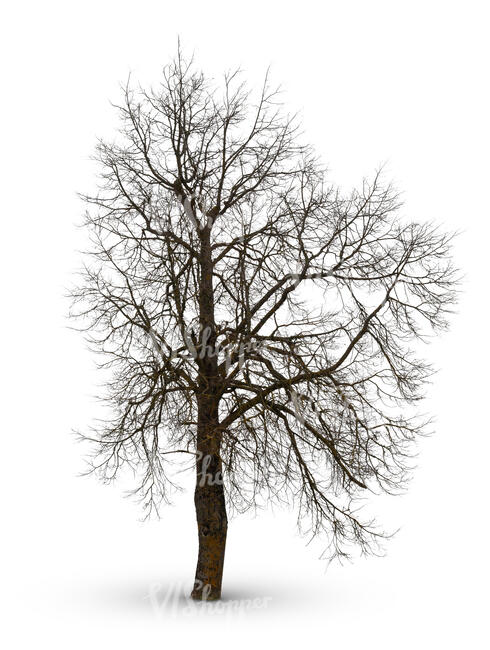 cut out bare leafless tree in ambient light