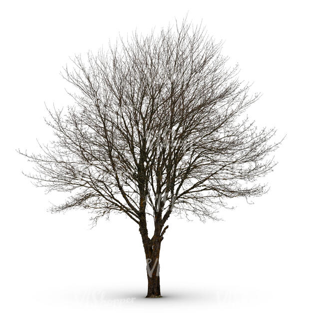 cut out large leafless tree in winter